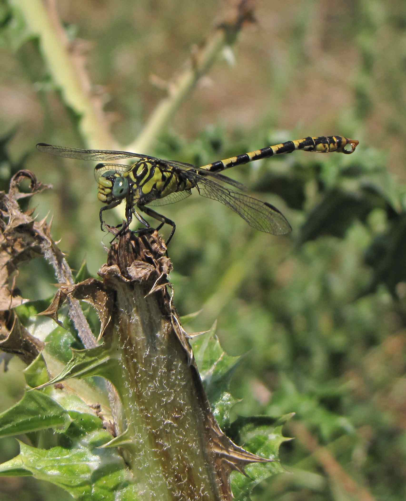libellula sul mignone